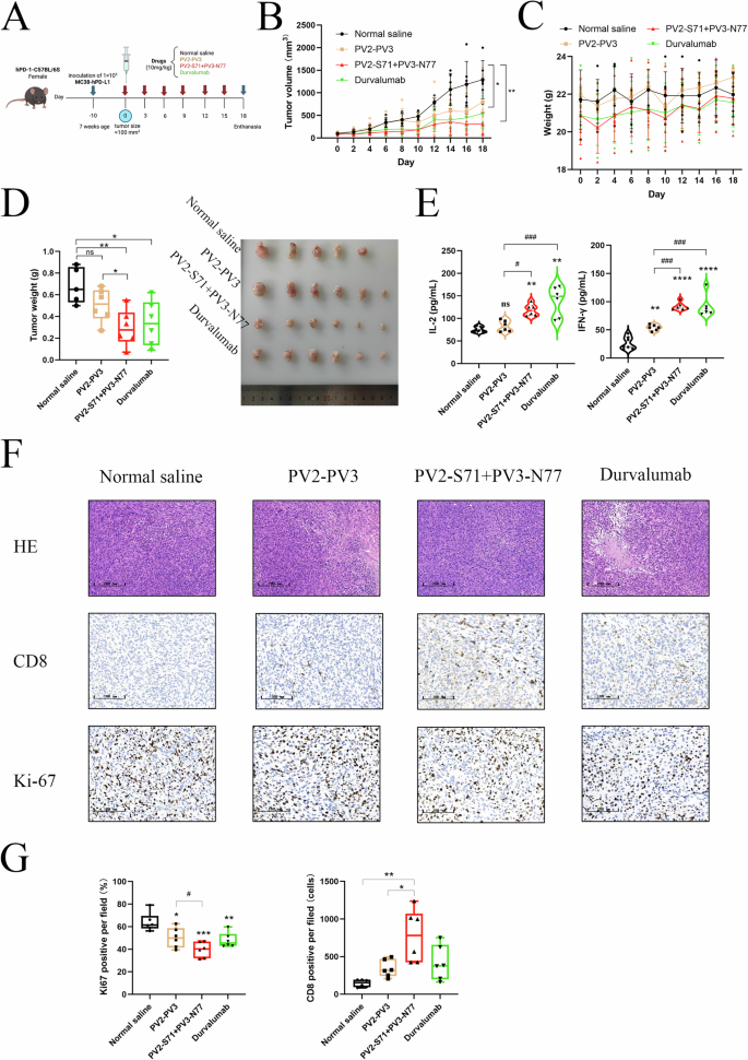 Fig. 5: Inhibition of MC38 tumor growth by PV2-S71 + PV3-N77 through activating CD8+ T cells.