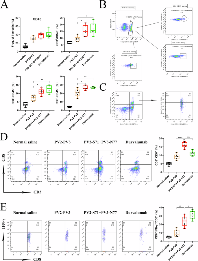 Fig. 6: Proliferation and activation of CD3+、CD4+ and CD8+ T cells infiltrating tumors.