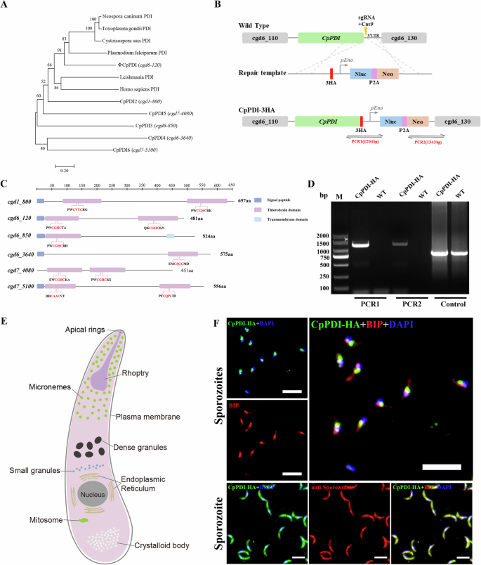 Fig. 1: Identification, and localization of natural Cryptosporidium parvum protein disulfide isomerase (CpPDI).