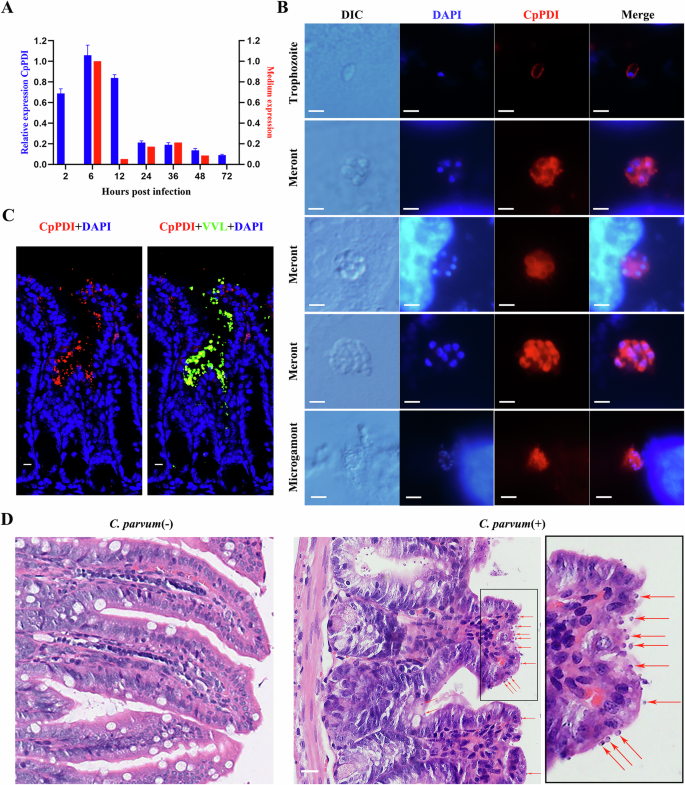 Fig. 2: Transcription and expression of CpPDI in vitro and in vivo.