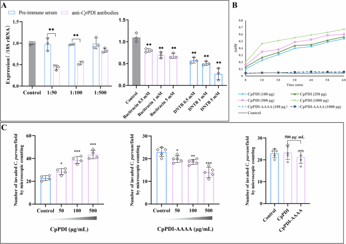 Fig. 3: Effect of CpPDI on invasion of C. parvum sporozoites into HCT-8 cells.