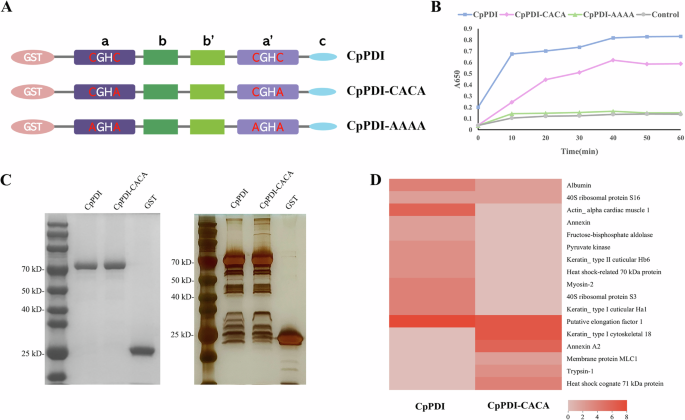 Fig. 4: Identification of CpPDI substrates via GST-pull down.