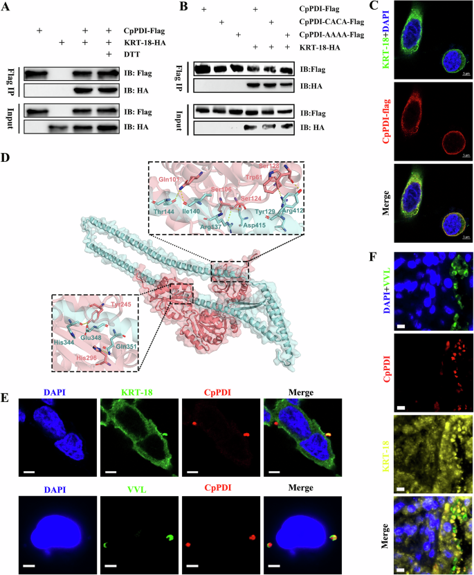 Fig. 5: Identification of the interaction between CpPDI and the host protein KRT-18.
