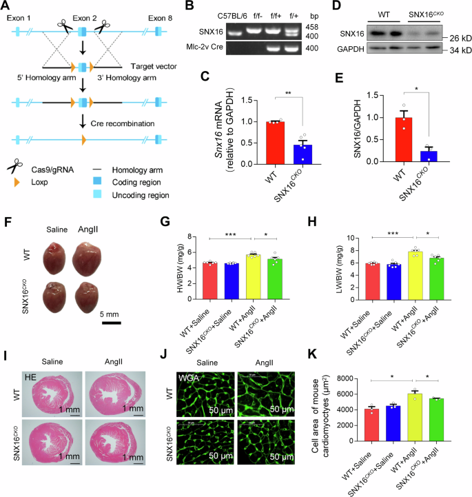 Fig. 2: Cardiac specific deletion of SNX16 reduced AngII-induced cardiac hypertrophy in mice.