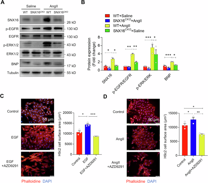 Fig. 3: Cardiac specific deletion of SNX16 alleviated AngII-induced cardiac hypertrophy via inhibiting the EGF/EGFR signaling pathway.