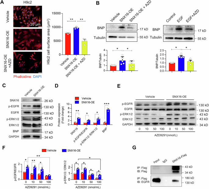 Fig. 4: SNX16 overexpression-induced cardiomyocytic hypertrophy was strongly associated with the transactivation of EGFR.