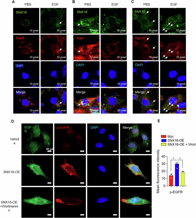 Fig. 5: SNX16 promoted the recycling of EGFR in cardiomyocytes and the activation of the Src/EGFR signaling pathway.
