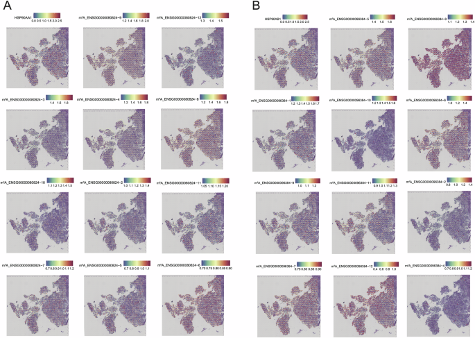 Fig. 4: Differences in m6A modification among different transcripts of the same gene.