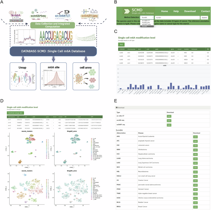 Fig. 5: Construction and functionalities of the SCMD database for single-cell m6A data.