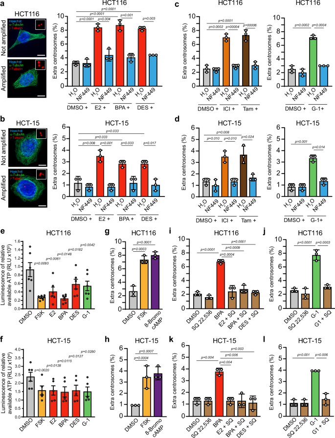 Fig. 1: GPER1-triggered centrosome amplification depends on Gαs/adenylyl cyclase signaling in CRC cells.