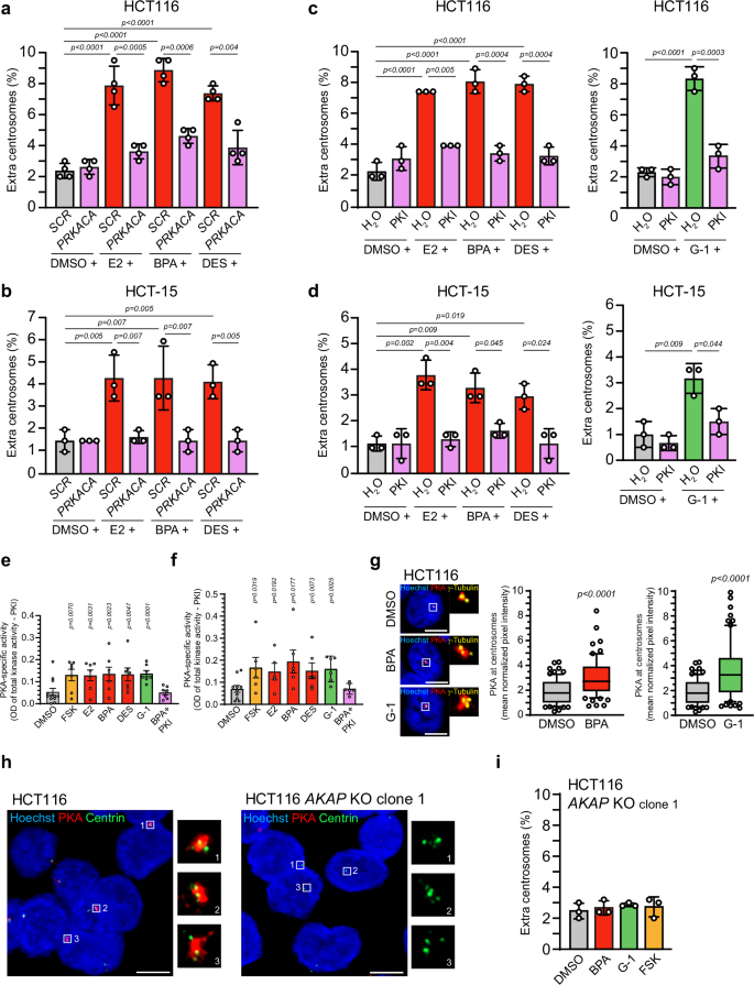 Fig. 2: Recruitment of PKA to centrosomes mediates centrosome amplification upon GPER1 activation.