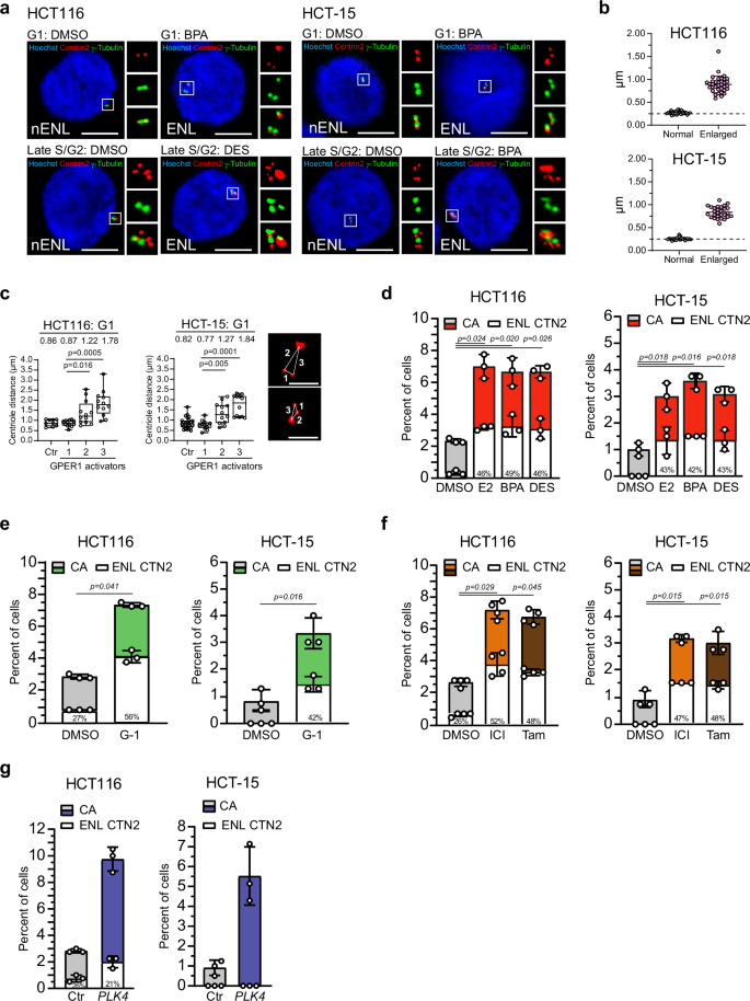 Fig. 3: Activation of GPER1 causes enlarged Centrin foci at amplified centrosomes.