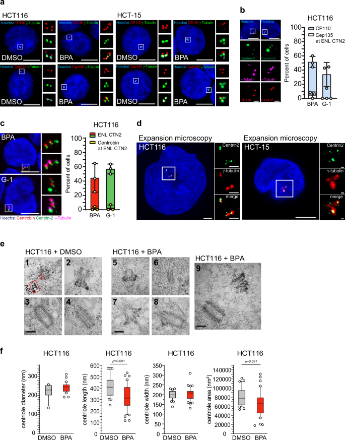 Fig. 4: GPER1-activation leads to aberrant centrioles with reduced length and lacking the characteristic repertoire of key centriole-associated proteins.