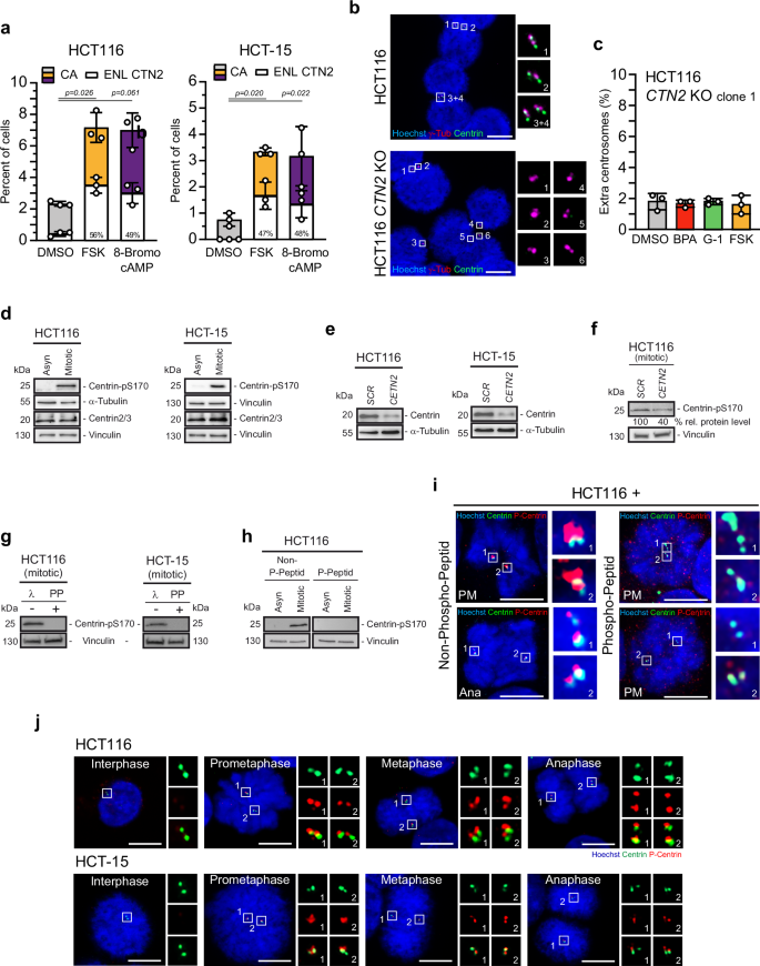 Fig. 5: Activated PKA causes enlarged Centrin signals at amplified centrosomes and phosphorylation of Centrin at serine-170.