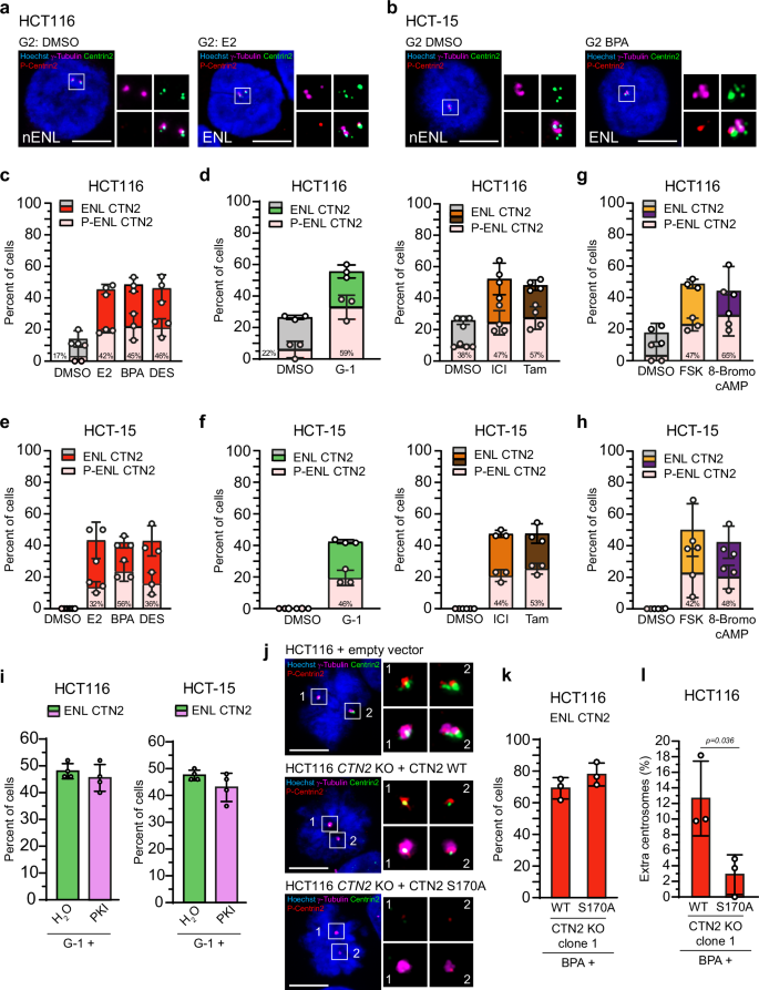 Fig. 6: Enlarged Centrin signals are atypically phosphorylated at amplified centrosomes during interphase.