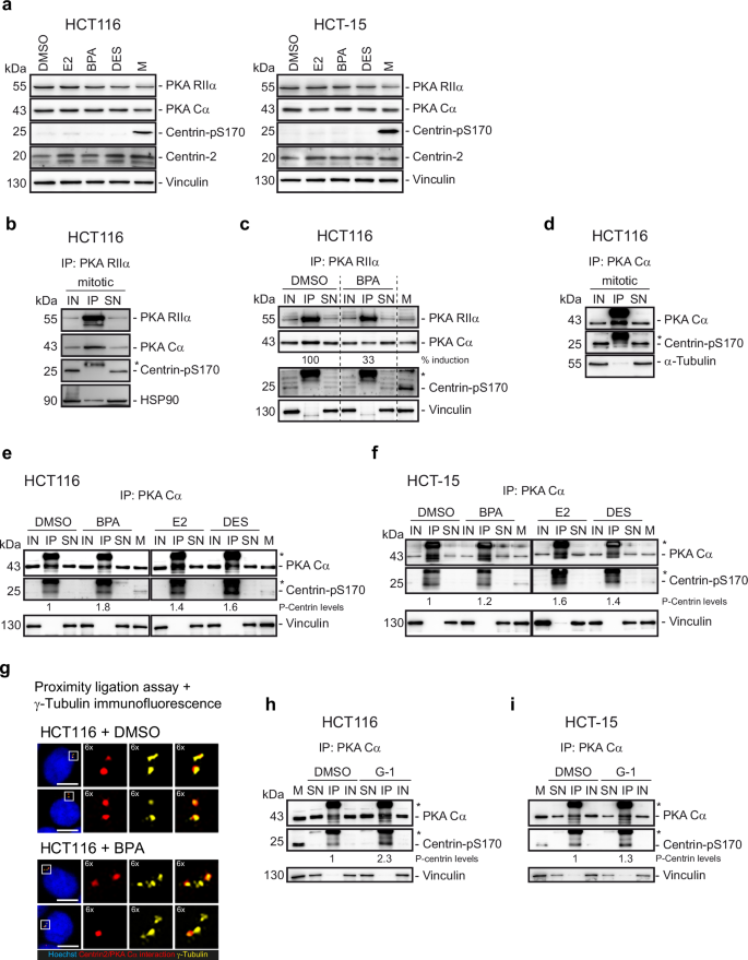 Fig. 7: Phosphorylated Centrin-2 associates with the catalytic subunit of PKA during interphase.