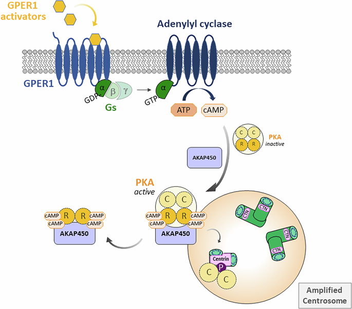Fig. 8: Proposed model of a GPER1-PKA-Centrin signaling axis regulating centriole integrity in colon cancer cells.