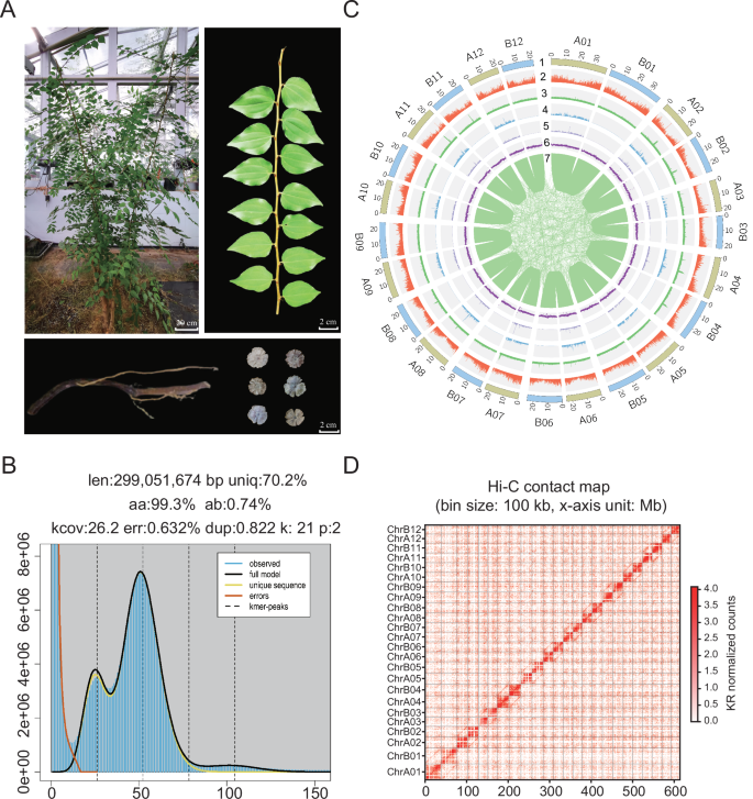 Fig. 1: Haplotype-resolved T2T gap-free genome assembly of cointree.
