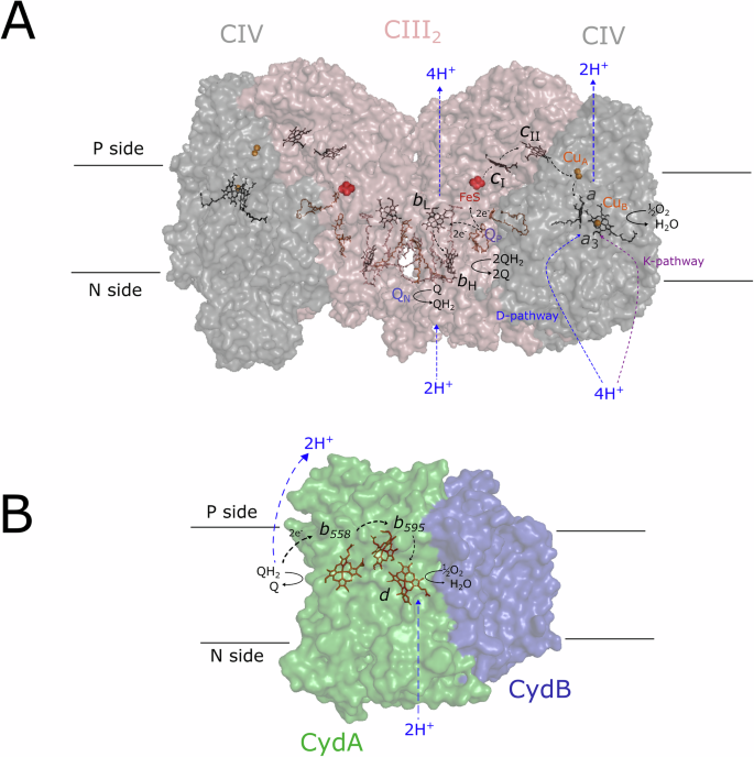 Fig. 1: Overview of the studied complexes.