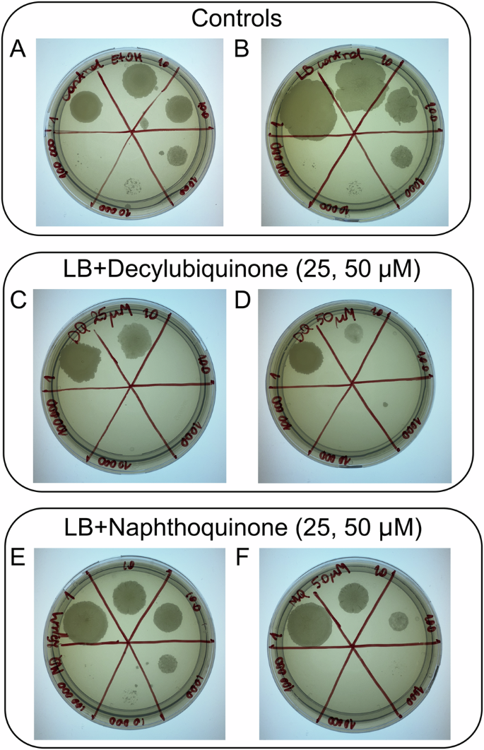 Fig. 4: Growth of M. smegmatis cells in the presence of DCQ or DMNQ.