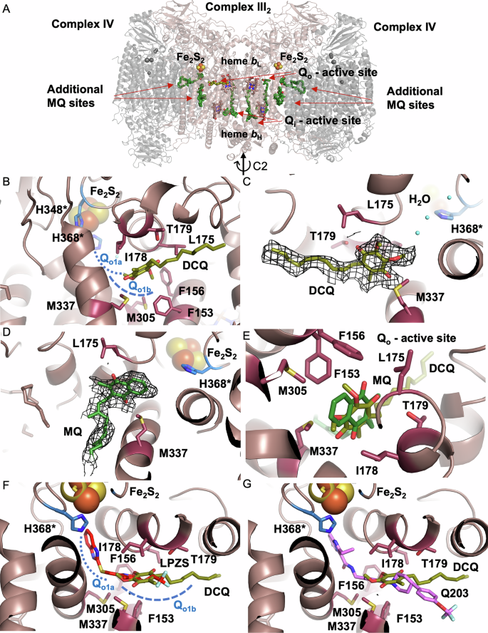 Fig. 6: Structure of the supercomplex with bound DCQ.