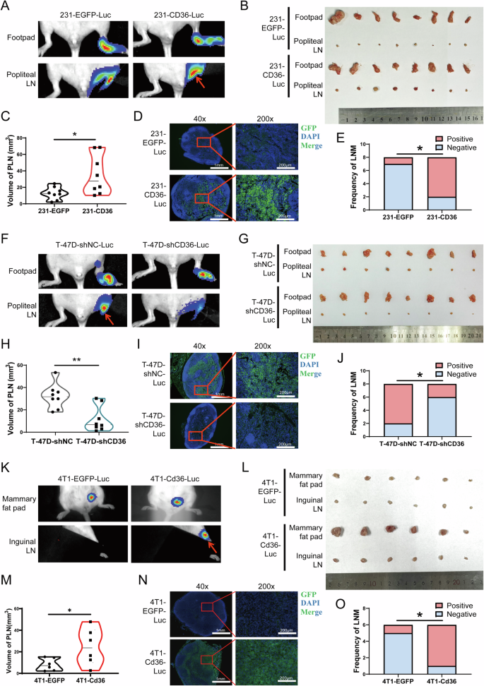 Fig. 2: CD36 promotes lymph node metastasis of BC cells in vivo.