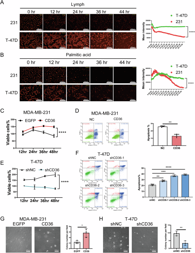 Fig. 3: CD36 induces anoikis-resistance of BC cells within lymph or palmitic acid condition.