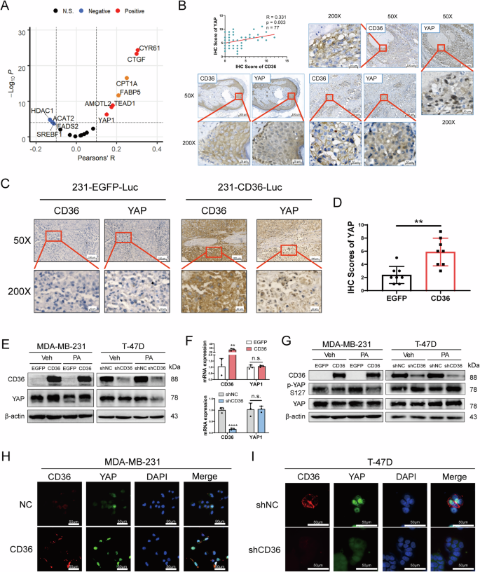 Fig. 5: CD36 induces the activation of Hippo-YAP signaling.