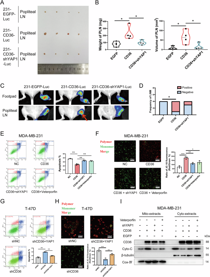 Fig. 6: CD36 inhibits mitochondrial apoptosis via the binding of YAP-TEADs.