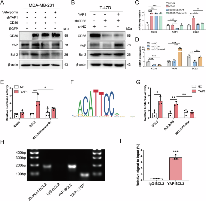 Fig. 7: CD36 upregulates BCL2 expression via the direct transcriptional regulation of YAP-TEADs.