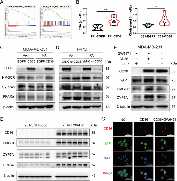 Fig. 8: CD36 activates YAP pathway by inducing bile acid synthesis.