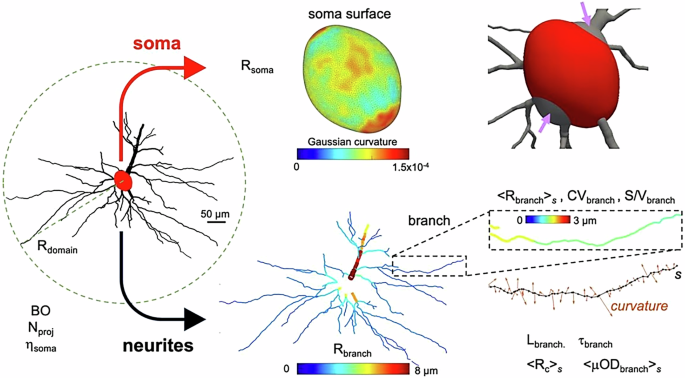 Fig. 2: Illustration of the structural descriptors investigated for an exemplar cell.
