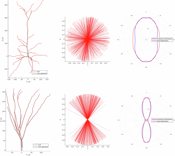 Fig. 4: A comparison between two cell types, mouse/rat pyramidal and granule cells.