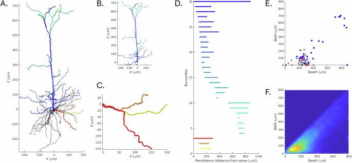 Fig. 5: A representation of the process of decomposing a cellular structure (here a mouse/rat pyramidal cell) into its corresponding topological persistence bar code for an apical and basal projection.