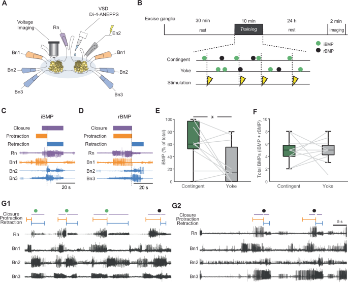 Fig. 1: In vitro analog of operant conditioning.