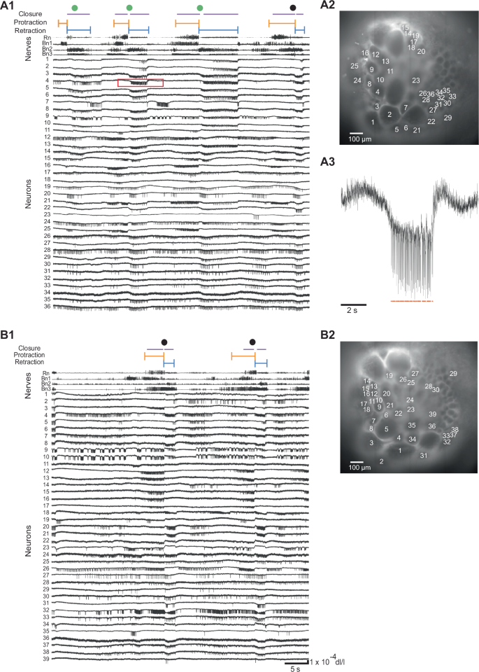 Fig. 2: VSD imaging of buccal motor patterns.