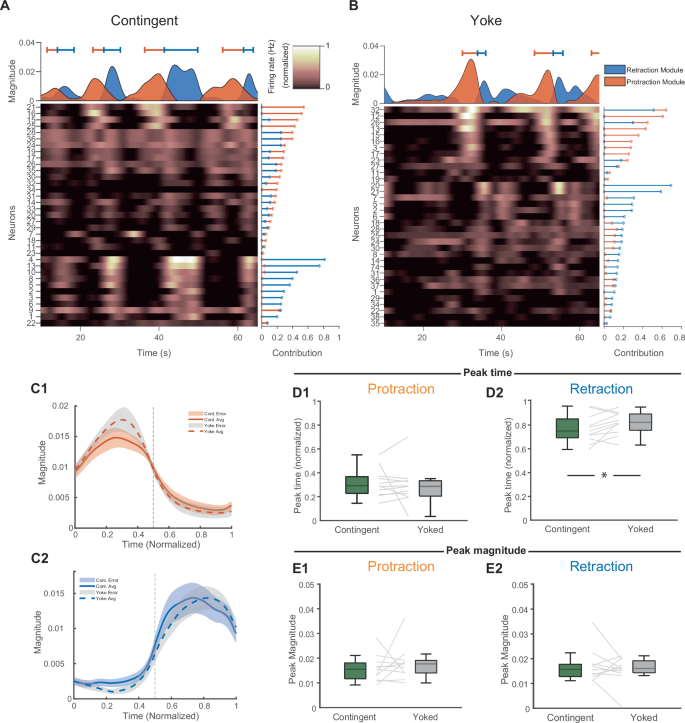Fig. 3: NMF analysis indicated that contingent training leads to earlier recruitment of the retraction module.