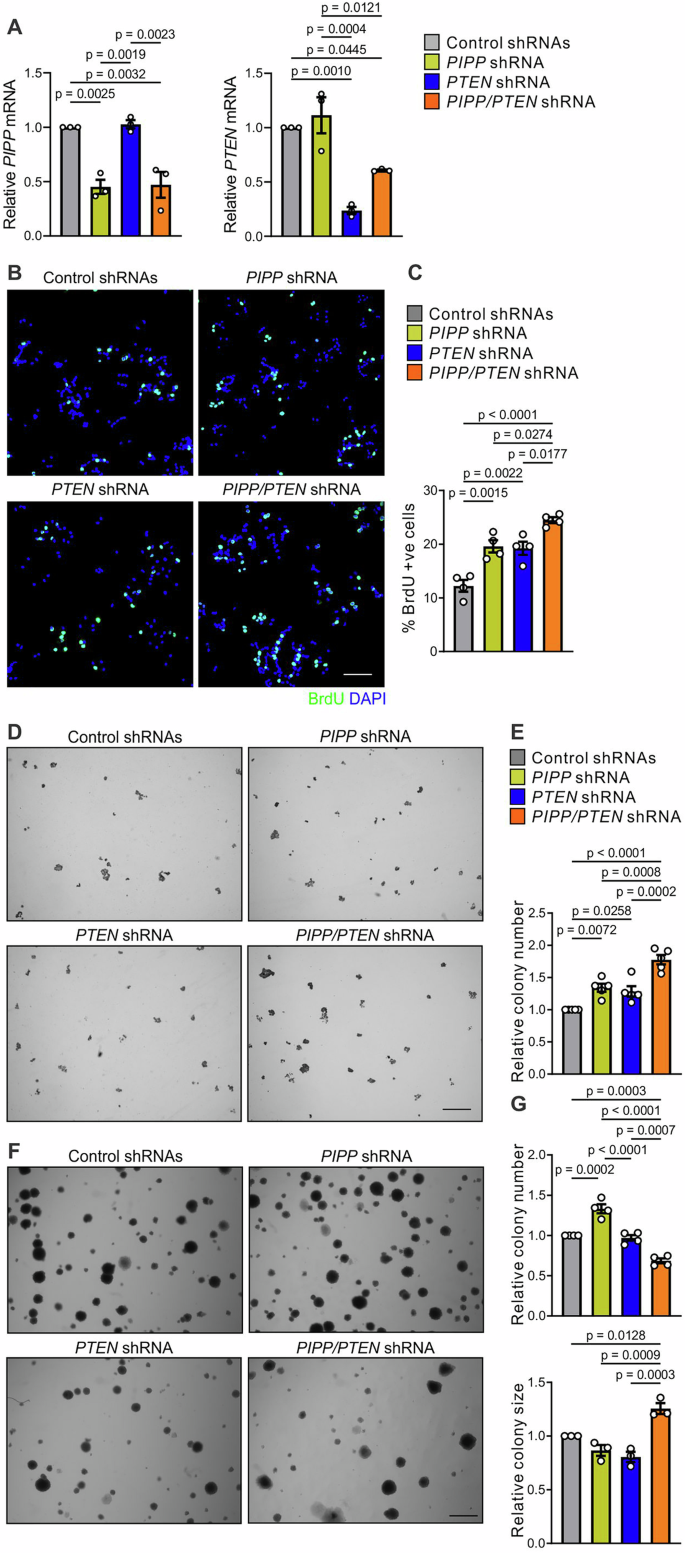 Fig. 5: Co-shRNA knockdown of PIPP and PTEN enhances T47D breast cancer cell proliferation.
