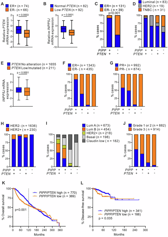 Fig. 7: Low PIPP/PTEN mRNA expression correlates with reduced survival in breast cancer patients.