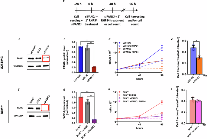 Fig. 2: FANCJ silencing affects cell proliferation in RHPS4-treated U251MG WT and BLM−/− cell lines.