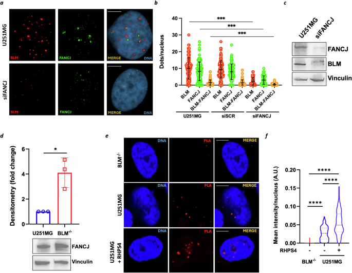 Fig. 3: FANCJ localizes to telomeres and interacts with BLM in response to RHPS4.