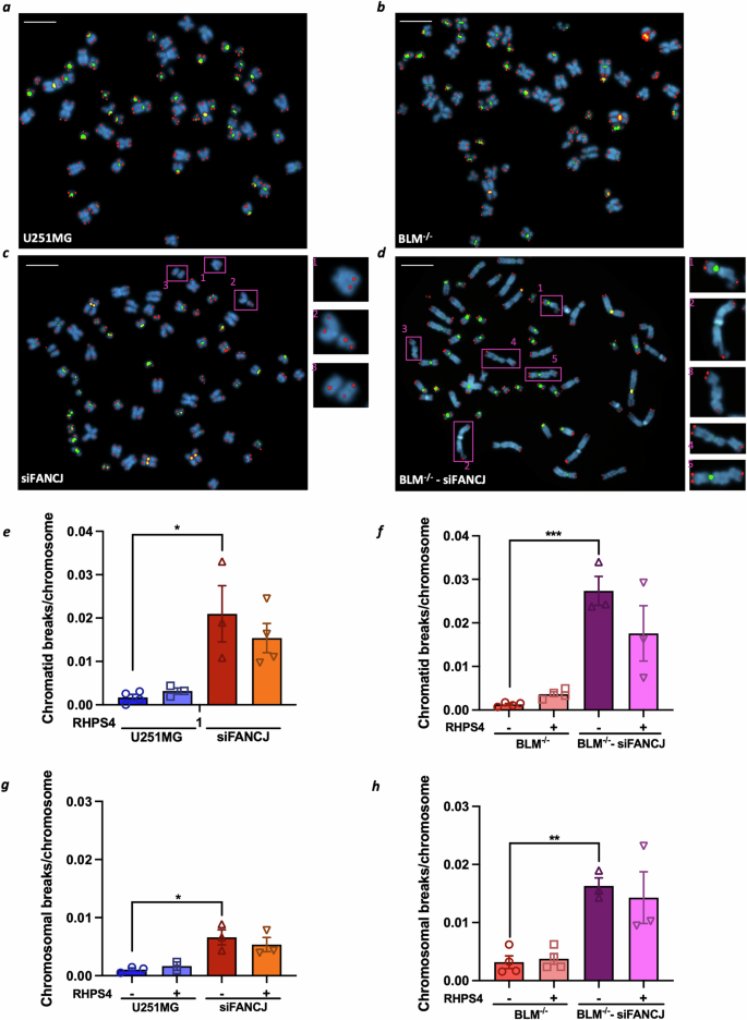 Fig. 4: FANCJ silencing increases the frequency of chromosome and chromatid aberrations, independently of RHPS4 treatment.
