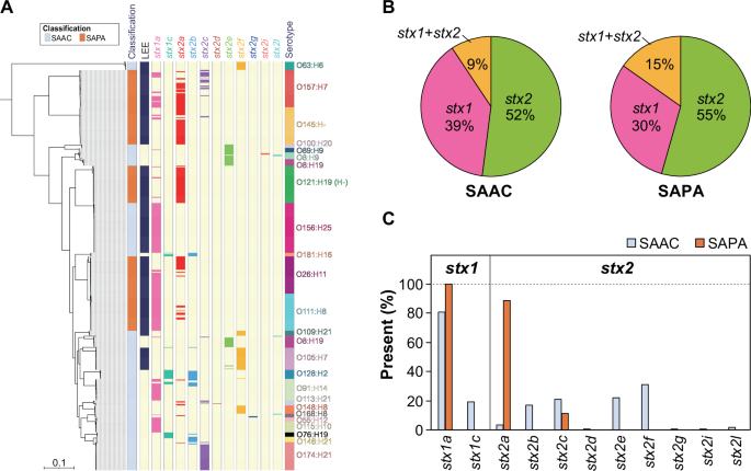 Fig. 1: The phylogenetic relationships and stx subtype distributions in the strains classified as SAAC and SAPA.