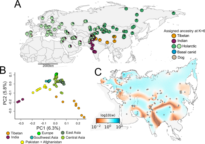 Fig. 1: Population genetic structure and genetic connectivity of wolves across Eurasia.