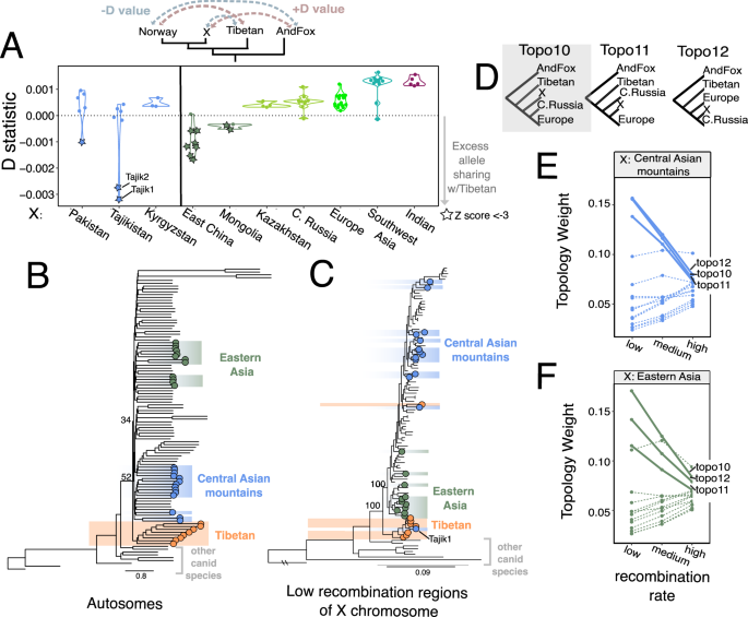 Fig. 2: Evolutionary history of wolves from central Asia and eastern Asia.