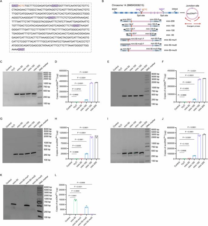 Fig. 1: The formation of eccDNAfib-L is detected in different cells.