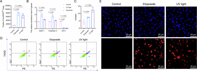 Fig. 2: UV irradiation and etoposide treatment can induce apoptosis and promote the formation of eccDNAfib-L.