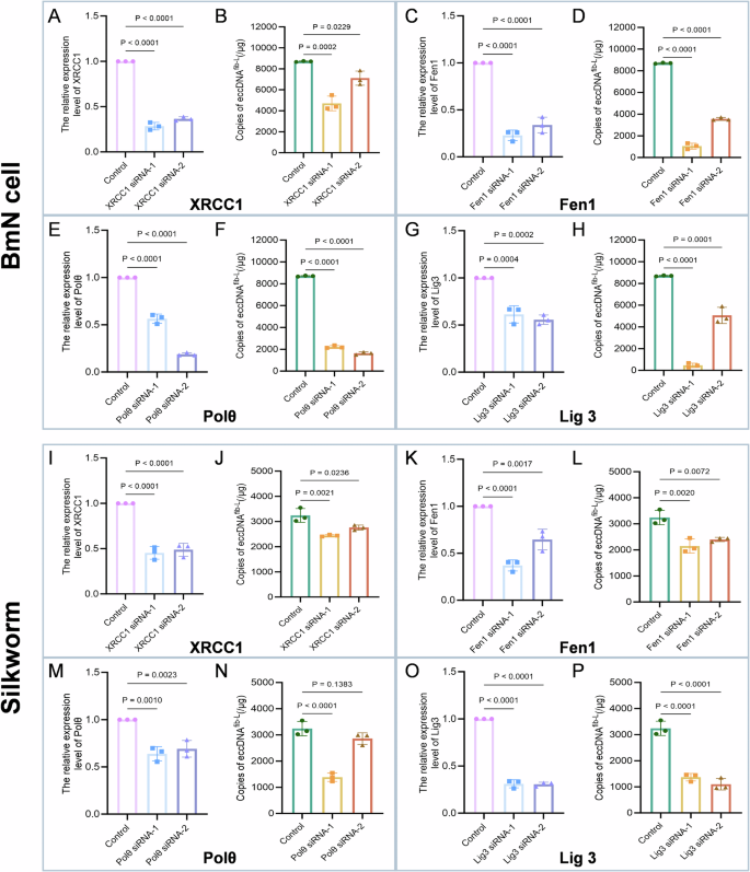 Fig. 3: Effect of silencing MMEJ repair pathway-related genes on eccDNAfib-L formation.