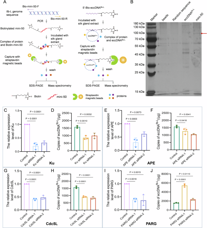 Fig. 4: Efficiency of eccDNAfib-L formation after silencing the genes related to DNA repair pathway.
