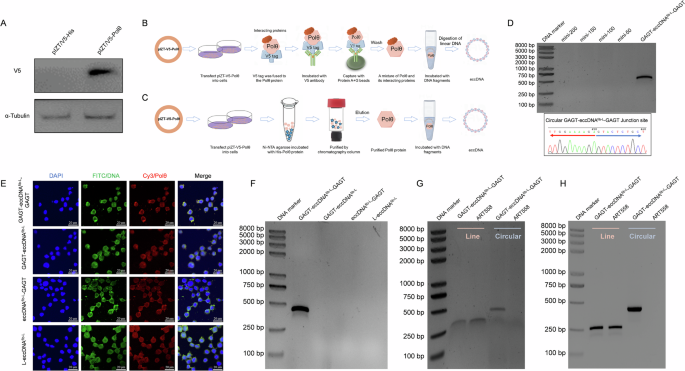 Fig. 5: Polθ requires exposed direct repeats on both ends to join DNA molecules.